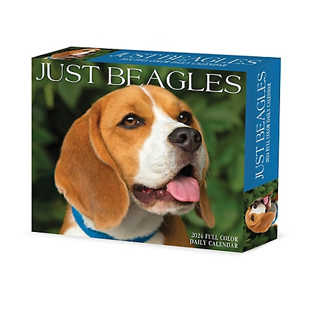 Willow Creek Press Beagles 2024 Box Calendar, 36181