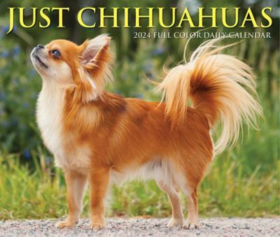 Willow Creek Press Chihuahuas 2024 Box Calendar, 36259 at Tractor Supply Co.