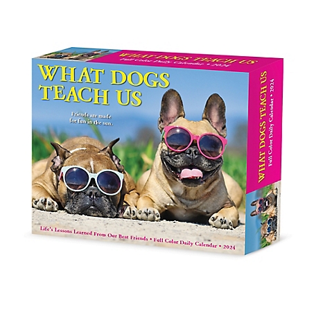 Willow Creek Press What Dogs Teach Us 2024 Box Calendar, 36600