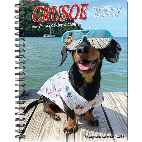 Willow Creek Press Crusoe the Celebrity Dachshund 2024 Engagement Calendar, 37843