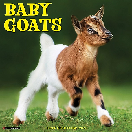 Willow Creek Press Baby Goats 2024 Wall Calendar, 32251