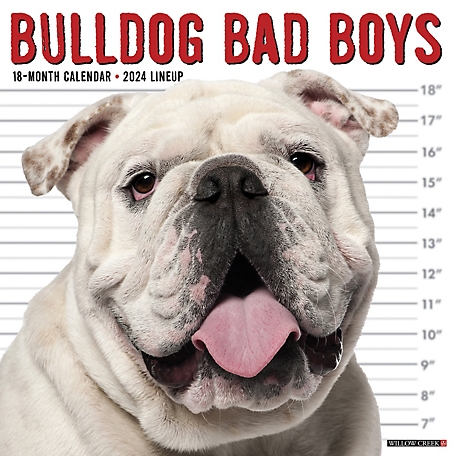Willow Creek Press Bulldog Bad Boys' 2024 Wall Calendar, 32718