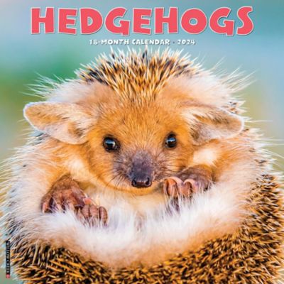 Willow Creek Press Hedgehogs 2024 Wall Calendar, 33906