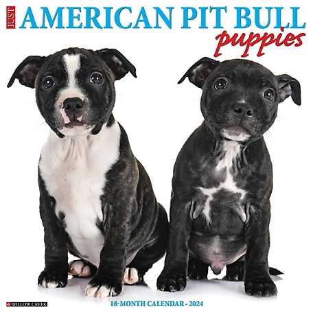 Willow Creek Press Just American Pit Bull Terrier Puppies 2024 Wall Calendar, 32077