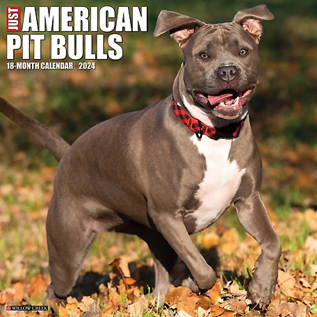 Willow Creek Press Just American Pit Bull Terriers 2024 Wall Calendar, 32084