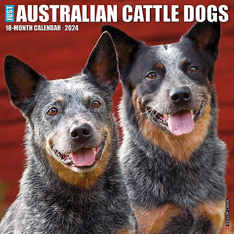 Willow Creek Press Just Australian Cattle Dogs 2024 Wall Calendar, 32206