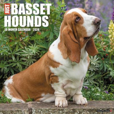 Willow Creek Press Just Basset Hounds 2024 Wall Calendar, 32312