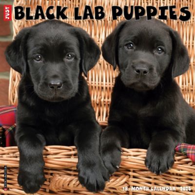 Willow Creek Press Just Black Lab Puppies 2024 Wall Calendar, 32534