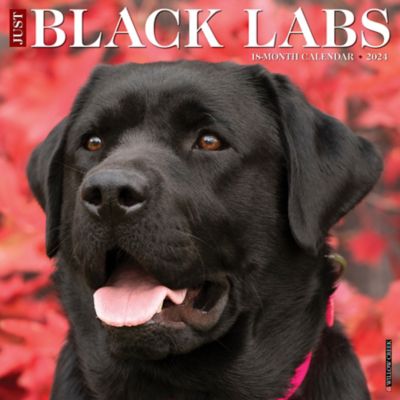 willow-creek-press-just-black-labs-2024-wall-calendar-32541-at-tractor-supply-co