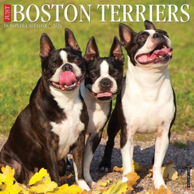 Willow Creek Press Just Boston Terriers 2024 Wall Calendar, 32626