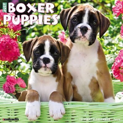 Willow Creek Press Just Boxer Puppies 2024 Wall Calendar, 32633