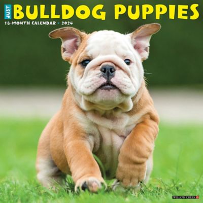 Willow Creek Press Just Bulldog Puppies 2024 Wall Calendar, 32725 at  Tractor Supply Co.
