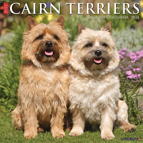 Willow Creek Press Just Cairn Terriers 2024 Wall Calendar, 32787