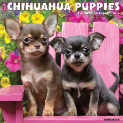 Willow Creek Press Just Chihuahua Puppies 2024 Wall Calendar, 32985