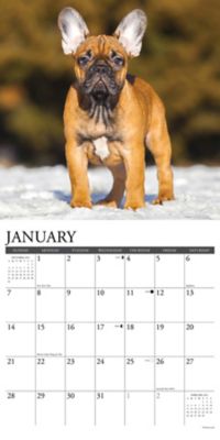 Willow Creek Press Just French Bulldog Puppies 2024 Wall Calendar, 33548 at  Tractor Supply Co.