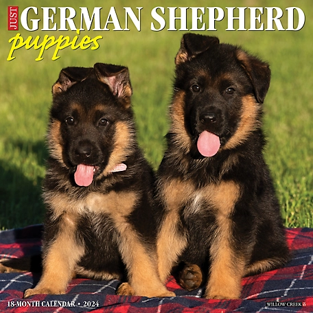 Willow Creek Press Just German Shepherd Puppies 2024 Wall Calendar, 33616