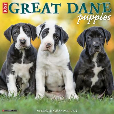 Willow Creek Press Just Great Dane Puppies 2024 Wall Calendar, 33777 at  Tractor Supply Co.