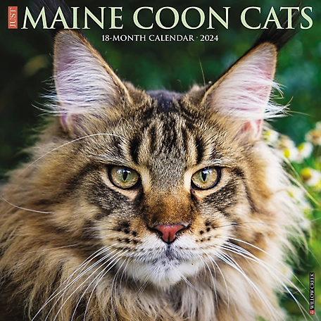 Willow Creek Press Just Maine Coon Cats 2024 Wall Calendar, 34347
