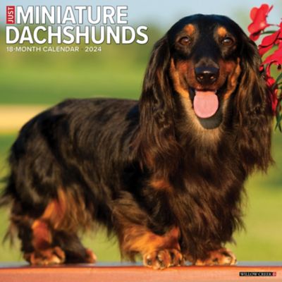 Willow Creek Press Just Miniature Dachshunds 2024 Wall Calendar, 34439 at  Tractor Supply Co.