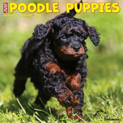 Willow Creek Press Just Poodle Puppies 2024 Wall Calendar, 34965