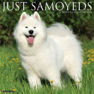 Willow Creek Press Just Samoyeds 2024 Wall Calendar, 35214