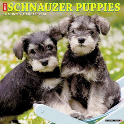 Willow Creek Press Just Schnauzer Puppies 2024 Wall Calendar, 35238 at  Tractor Supply Co.