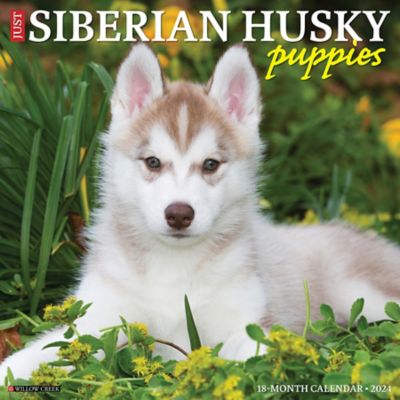 Willow Creek Press Just Siberian Husky Puppies 2024 Wall Calendar, 35399