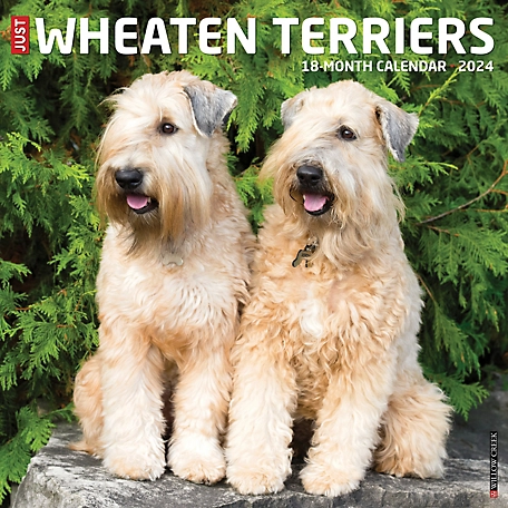 Willow Creek Press Just Wheaton Terriers 2024 Wall Calendar, 35917