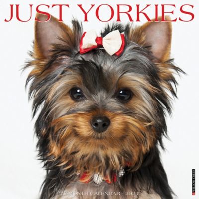 Willow Creek Press Just Yorkies 2024 Wall Calendar, 36051