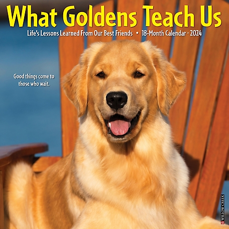 Willow Creek Press What Goldens Teach Us 2024 Wall Calendar, 35863