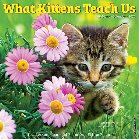 Willow Creek Press What Kittens Teach Us 2024 Wall Calendar, 35887