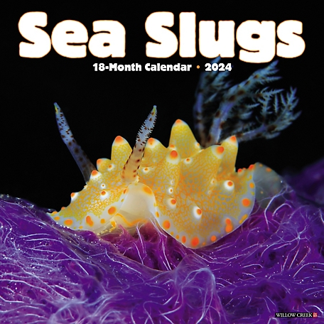 Willow Creek Press Sea Slugs 2024 Wall Calendar, 37492
