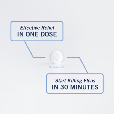 Image showing 8 th PetArmor Capaction Oral Flea Treatment Tablets for Cats 2-25 lb., 6 ct.