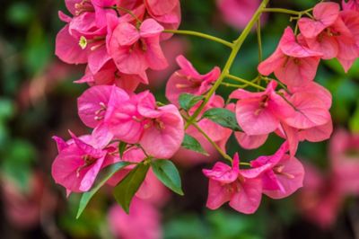 Image showing 10 in. Bougainvillea Flowering Hanging Basket