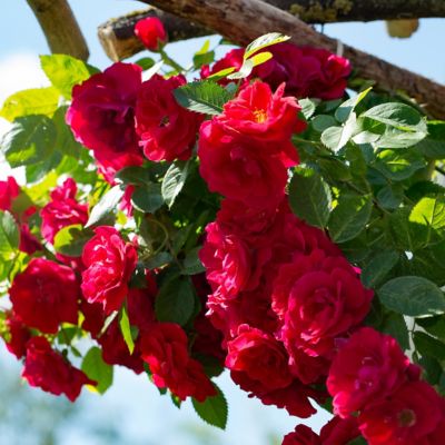 Image showing  Red Blaze Climbing Rose Bare Root Plants, 2-Pack