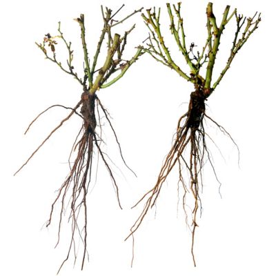 Image showing  Red Blaze Climbing Rose Bare Root Plants, 2-Pack