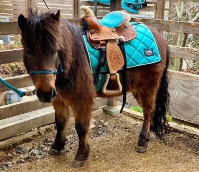 Image showing  Mini-Pony-Child's Teal Sparkle Western Saddle Pad