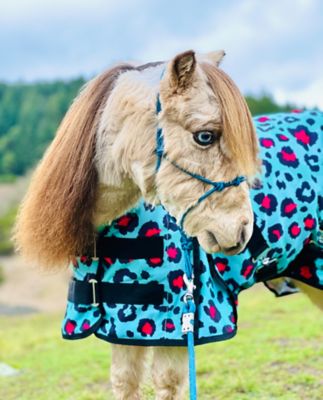 Image showing 2 th Star Point Horsemanship Mini-Pony Teal Cheetah Fleece Cooler