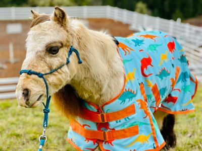 Star Point Horsemanship Dinosaur Fleece Mini-Pony Cooler