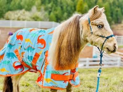 Image showing  Dinosaur Fleece Mini-Pony Cooler