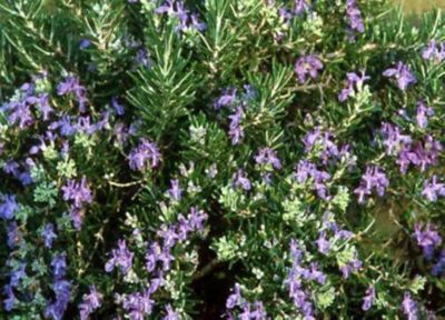 Greenleaf Nursery 1 gal. Assorted Rosemary Plant