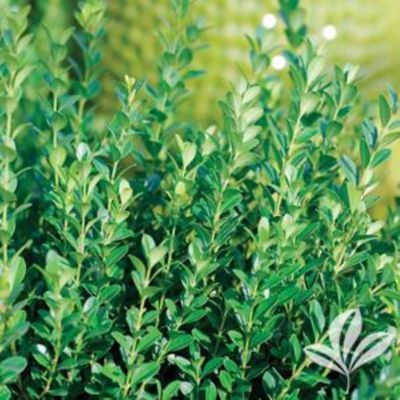 Greenleaf Nursery 1 gal. Assorted Boxwood Plant