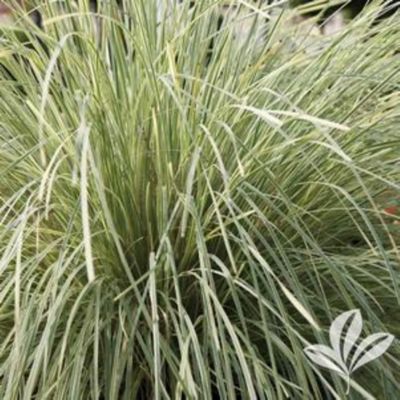 2 gal. Assorted Grass Plant