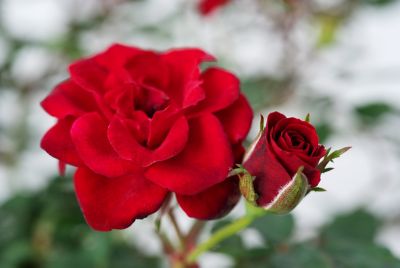 2 gal. Assorted Rose Plant