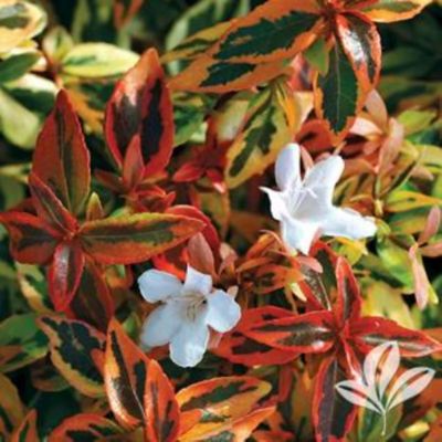 Greenleaf Nursery 3 gal. Assorted Abelia Plant