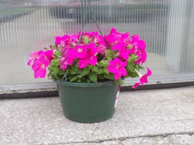 Image showing 10 in. Annual Flowering Hanging Basket