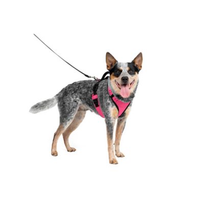 Image showing 6 th PetSafe Easysport Dog Harness