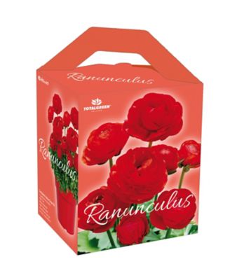 TotalGreen Holland Ranunculus Grow Kit, RMS-024