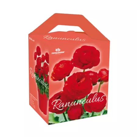 TotalGreen Holland Ranunculus Grow Kit Perennials