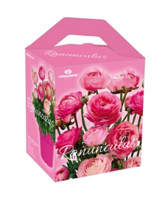 Image showing  Ranunculus Grow Kit